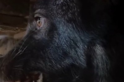 Hilariously Ferocious Wolf Turns Out to Be Just a Playful Pup!