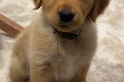 The Unbreakable Bond: Hysterically Heartwarming Video of a Loyal Small Dog's Hilarious Antics!