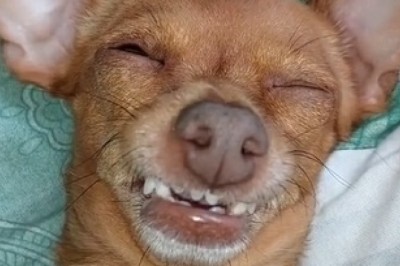Unleashed Hilarity: Watch This Dog Laugh So Hard It Will Make Your Sides Ache!