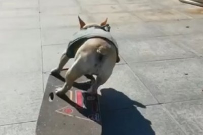 Unstoppable Skateboarding Dog Takes the Streets by Storm!