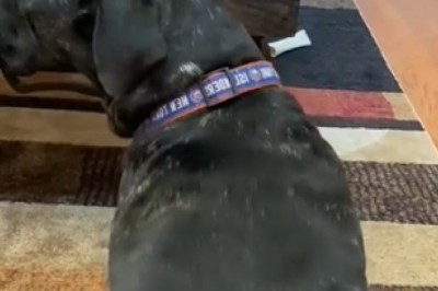 Canine Choreography Craze: Dogs Dancing Their Way into Your Heart!