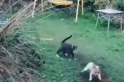 Claws vs. Paws: Epic Cat vs. Dog Battle Will Leave You in Stitches!