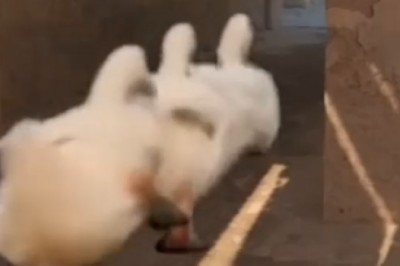 Heart-Stopping Moment: Watch as Fearless Duck Plays a Game of Cat and Mouse!