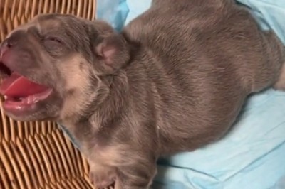 Heartwarming Video Captures Small Bulldog's Infectious Laughter, Melting the Internet's Hearts!