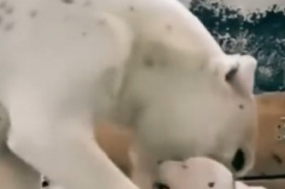 Heartwarming Video: Dog Mentors Small Pup to Master the Art of Skating!