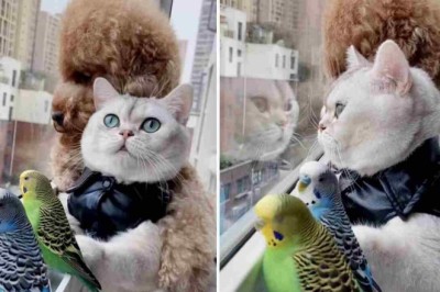 Heartwarming Video of Unlikely Friendship Between Cat, Dog, and Birds