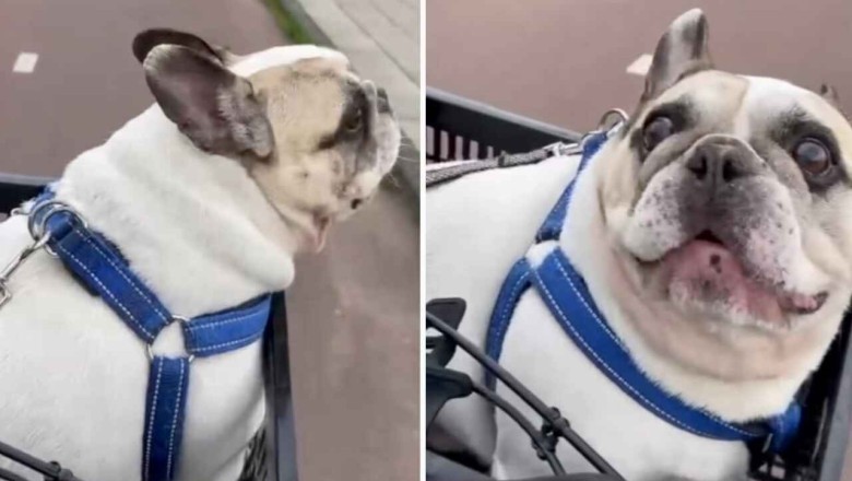 Hilarious Conversation Between Bike-Riding Owner and French Bulldog Goes Viral - You Won't Stop Laughing!