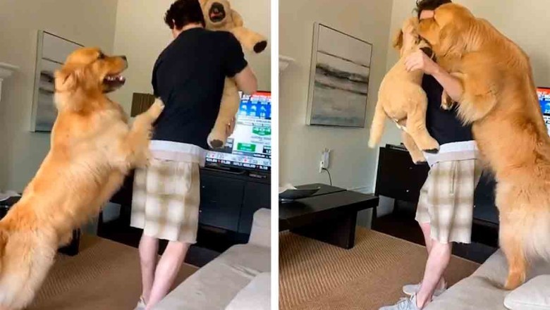 Hilarious Video of Jealous Golden Retriever's Reaction to Owner's Plush 'Rival' Goes Viral