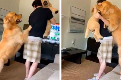 Hilarious Video of Jealous Golden Retriever's Reaction to Owner's Plush 'Rival' Goes Viral