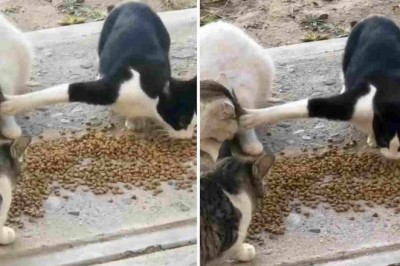 Hilarious Video: Selfish Cat's Food Fight!