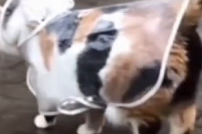 Rain or Shine: Watch the Incredible Bond Between a Clever Cat and Mother Nature!