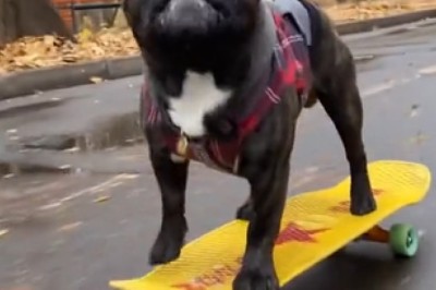 Unbelievable Skateboarding Dog Takes the Internet by Storm as it Navigates a Path between Trees!