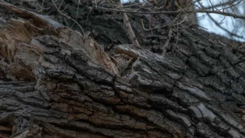 Can You Spot the Hidden Owl in This Tree? Take the 10-Second Challenge!