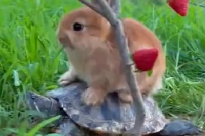 The Unlikely Duo: Hilarious Video of a Turtle Carrying a Small Rabbit Has the Internet in Stitches!