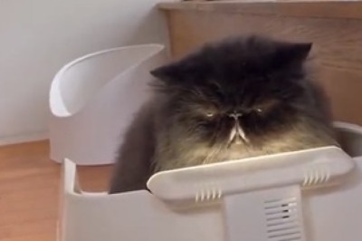 This Cat Defies All Cat Stereotypes! Prepare to Be Amazed by its Hilariously Unique Personality!