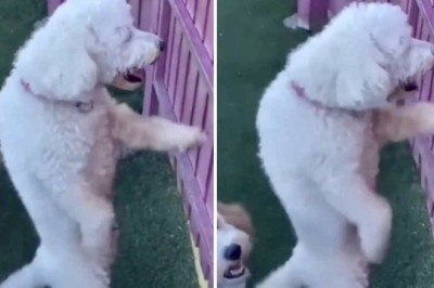 This Dancing Dog Takes the Internet by Storm - You Won't Believe Its Moves!