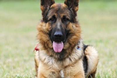 Unleash the Power of German Shepherds: The Perfect Breed for Intelligence, Loyalty, and Adventure!