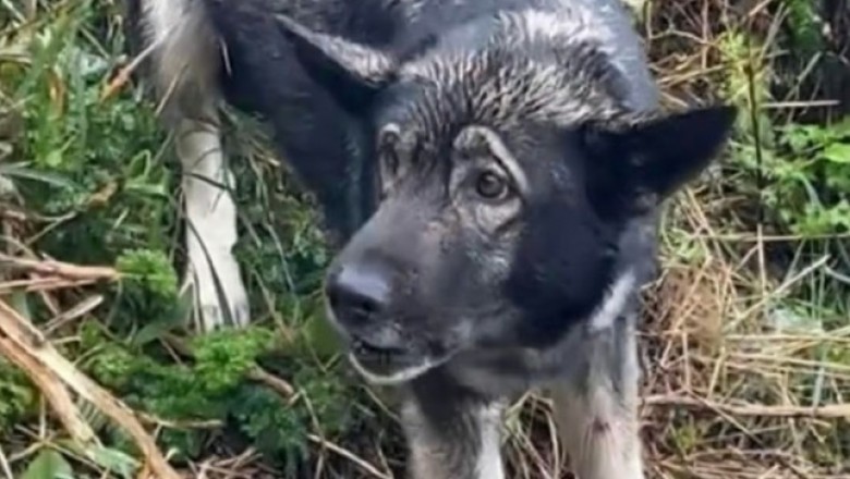 Hero Rescues Dog Stranded on Cliff: Their Unbreakable Bond Shocks the World