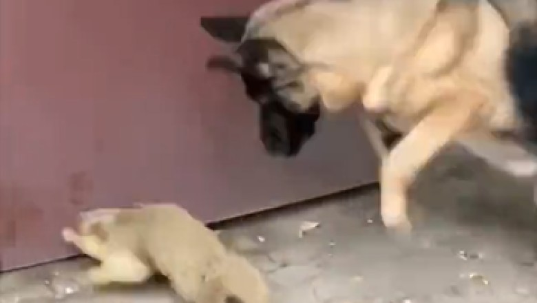 Hilarious Interaction: Prairie Dog's Mind-Blown Moment with Unexpected Dog Encounter!