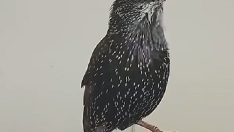 Hilarious Talking Bird Blows Minds with its Incredible Conversational Skills!