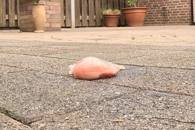 Hilarious Encounter: Crow Devours Chicken Meat!