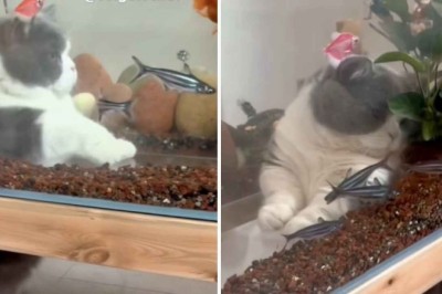 Hilarious Kitten Transforms into 