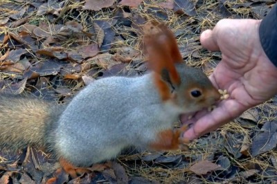 Hilarious Showdown: Wild Squirrel Takes on Hungry Hunter's Grains!