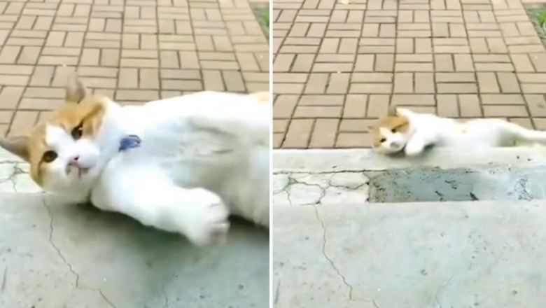 LOL at These Hilarious Videos of Crazy Cats - Guaranteed to Go Viral!