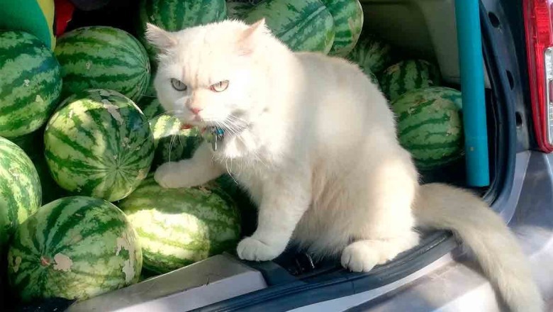 Meet Pearl, the Grumpy Cat Who Guards Watermelons in Thailand!