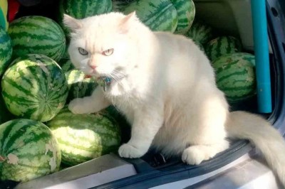Meet Pearl, the Grumpy Cat Who Guards Watermelons in Thailand!