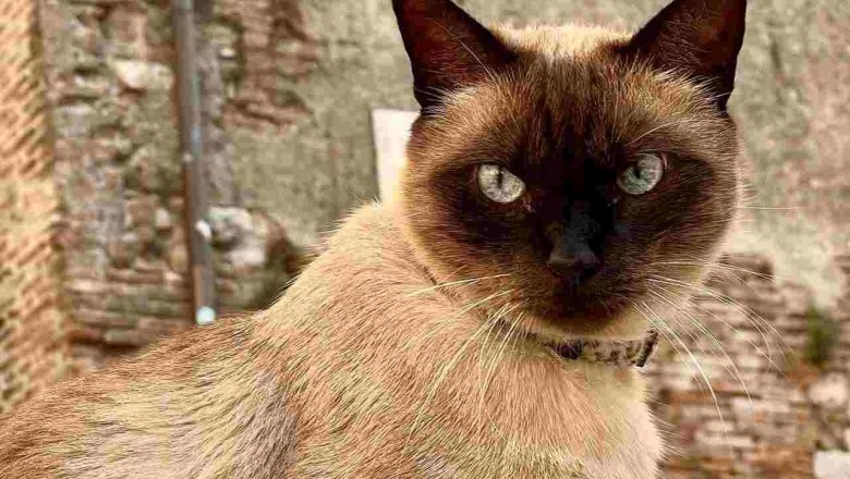 Mind-Blowing Acrobatic Cat Takes the Internet by Storm!