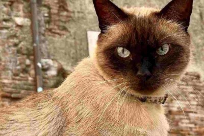 Mind-Blowing Acrobatic Cat Takes the Internet by Storm!