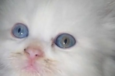 Pawsitively Adorable: Miniature Cat Takes the Internet by Storm in This Hilarious Video!