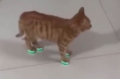 Pawsome Fashion Alert: Hilarious Cat Struts Its Stuff in Fashionable Cat Shoes!