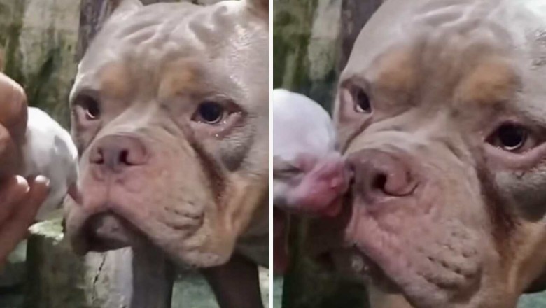 A Heartwarming Reunion: Big Dog's Emotional Encounter with His Puppy