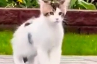 Decibel Dilemma: Cat Shrieks Send Everyone Running in Hilarious Viral Video!