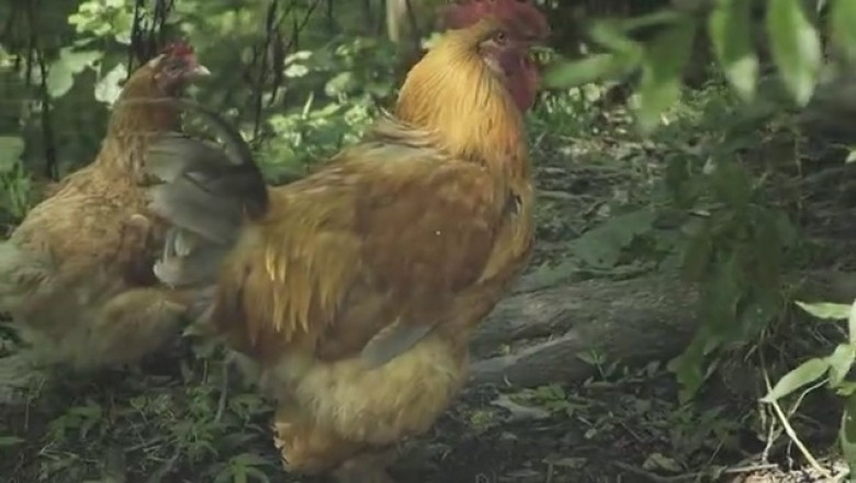 Hilarious Video: Rooster and Hen Left in Awe - You Won't Believe Their Reactions!