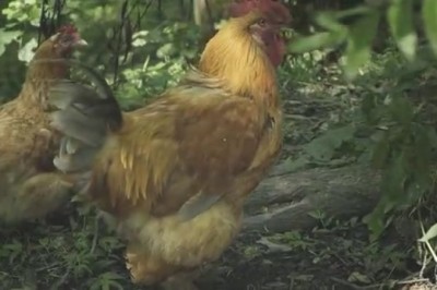Hilarious Video: Rooster and Hen Left in Awe - You Won't Believe Their Reactions!
