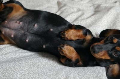 Mind-Blowing: Dachshund Shatters Expectations, Gives Birth to 11 Puppies, Setting a Record!