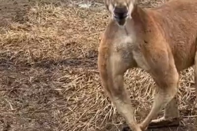 Ripped Roo Alert: Kangaroo Shows Off Buff Biceps, Leaves Viewers in Stitches!