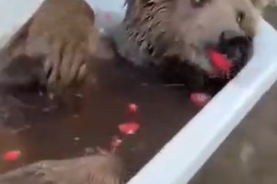 Unbearably Hilarious: Watch as a Playful Bear Takes a Bath in a Bathtub!