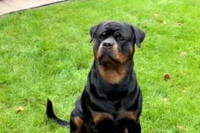 Enchanting Video of Little Girl and Rottweiler Charms 356.4K Viewers Worldwide!