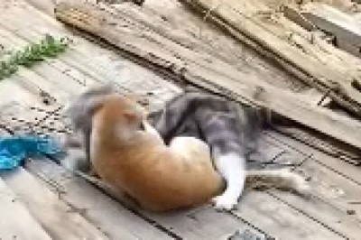 Epic Cat Battle Unfolds on an Outdoor Stage! Prepare for Riotous Fur-Flying Comedy!