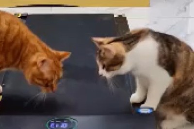 Feline Frenzy: Hilarious Cats Go Bonkers on an Electric Treadmill! Prepare to Double Over in Laughter!