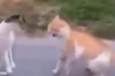 Hilarious Cat Brawl Takes Over the Sidewalk: Prepare for Paw-Some Comedy Madness!