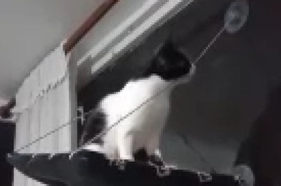 Hilarious Feline Fiasco: Watch as a Clever Cat Cuts the Rope, Only to Take an Unexpected Tumble!