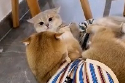 Hilarious Homebound Hubbub: Two Cats Engage in an Adorable Living Room Wrestling Match!