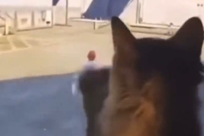 Hilarious Secrets Revealed: What Cats Actually Do When They're Home Alone!