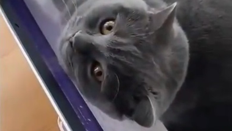 Take a Break and Meow Out Loud: Cat Hilariously Turns a Laptop into the Purrfect Bed!