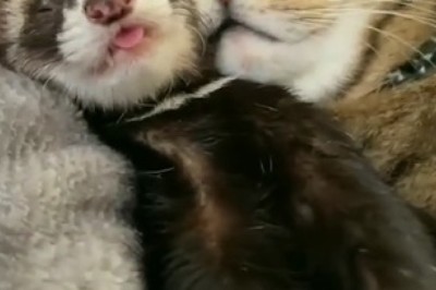 Unlikely BFFs: Watch in Adorable Awe as This Cat and Ferret Forge an Unbreakable Naptime Bond!